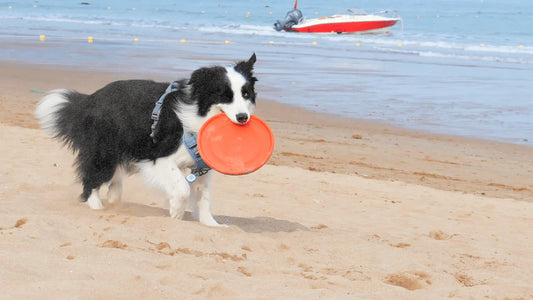 Should Your Dog Play With a Flying Disc?